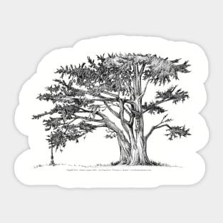 Dog-hill Tree Alamo Square Park San Francisco Sticker